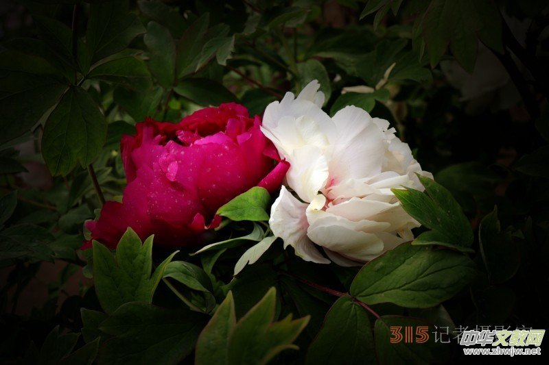 ӛ�ߔzӰ���������zӰ��Ʒ:ǧ���f�B(t��i)��ĵ��