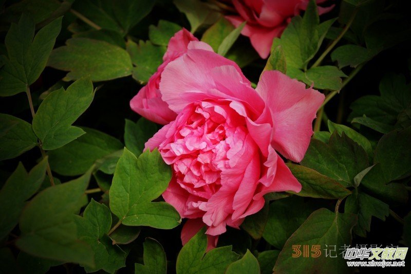 ӛ�ߔzӰ���������zӰ��Ʒ:ǧ���f�B(t��i)��ĵ��