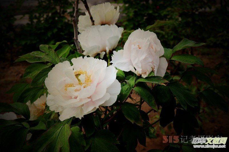 ӛ�ߔzӰ���������zӰ��Ʒ:ǧ���f�B(t��i)��ĵ��