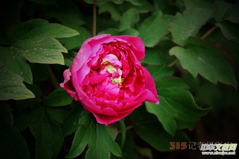 ӛ�ߔzӰ���������zӰ��Ʒ:ǧ���f�B(t��i)��ĵ��