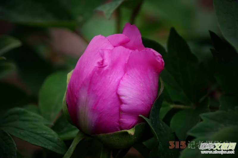 ӛ�ߔzӰ���������zӰ��Ʒ:ǧ���f�B(t��i)��ĵ��