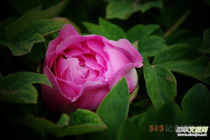 ӛ�ߔzӰ���������zӰ��Ʒ:ǧ���f�B(t��i)��ĵ��