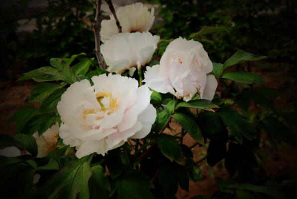 �������zӰ���_���F