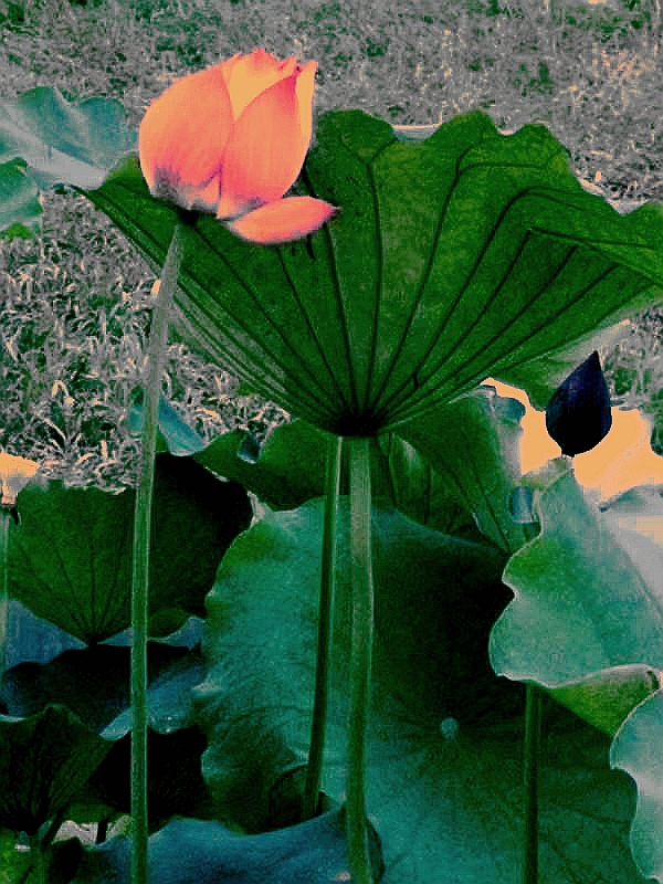 �Y�l(w��i)ƽ�֙C(j��)�zӰ