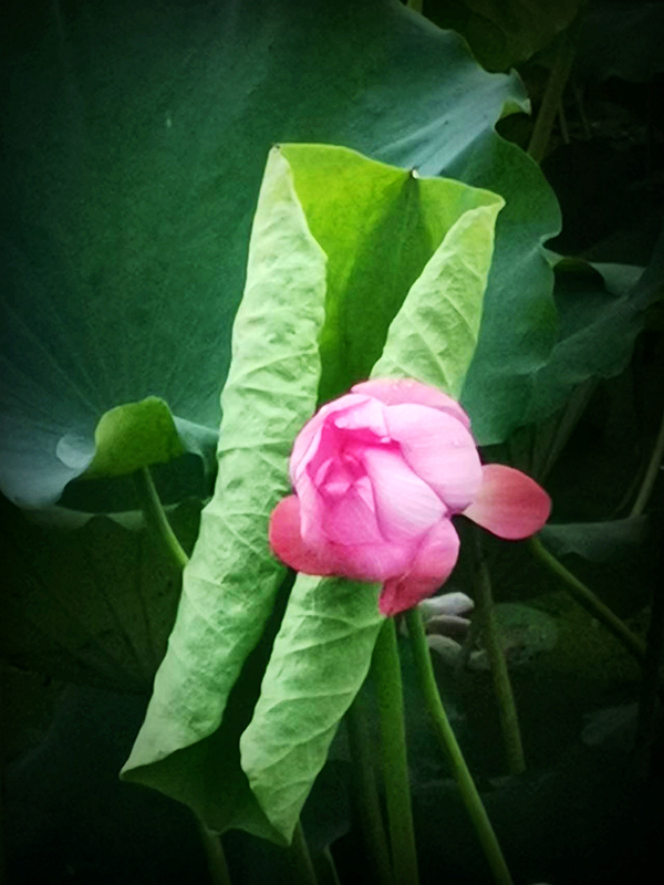 �Y�l(w��i)ƽ�֙C(j��)�zӰ