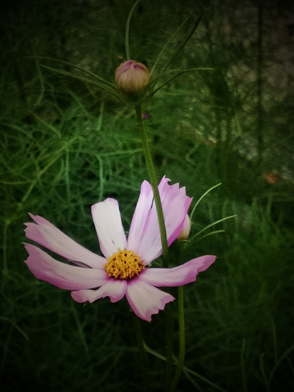 �Y�l(w��i)ƽ�֙C(j��)�zӰ