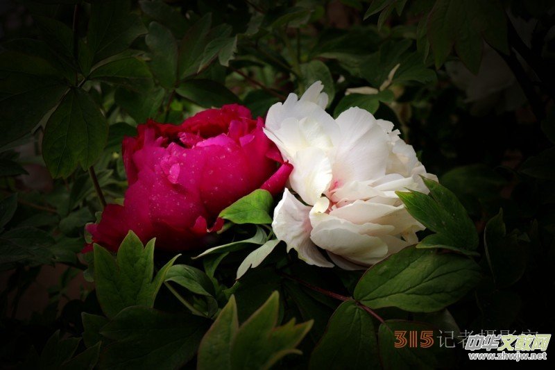 2023����zӰ�@����Ʒ�x��