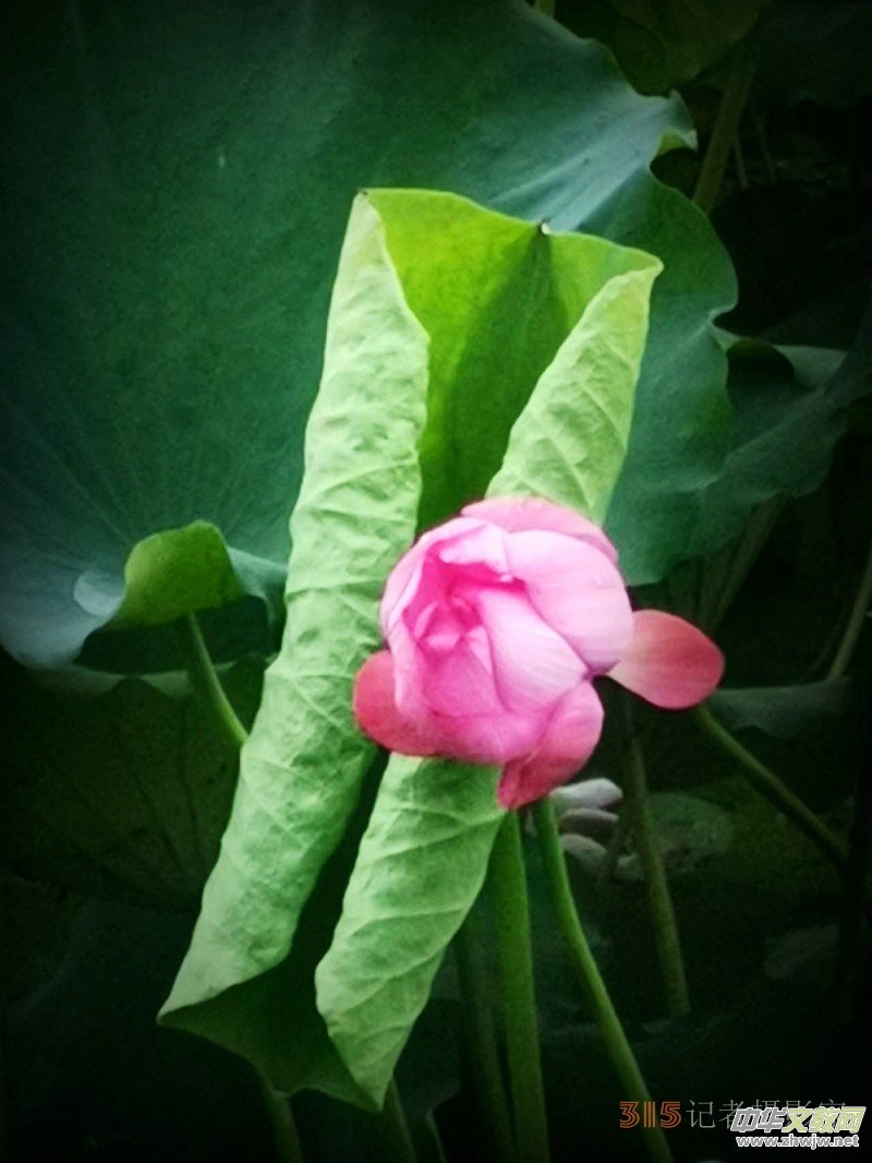 2023����zӰ�@����Ʒ�x��