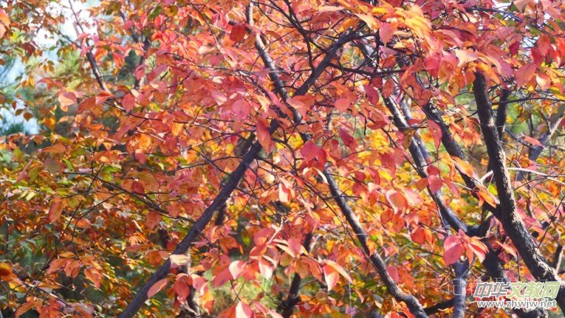 Ԋ���zӰ����î����չ��@�Б�