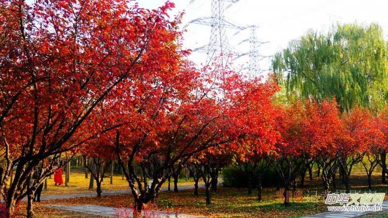 Ԋ���zӰ����î����չ��@�Б�