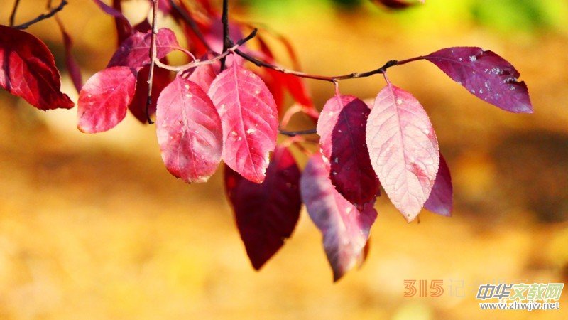 Ԋ���zӰ����î����չ��@�Б�