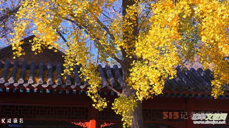 Ԋ���zӰ����î����չ��@�Б�