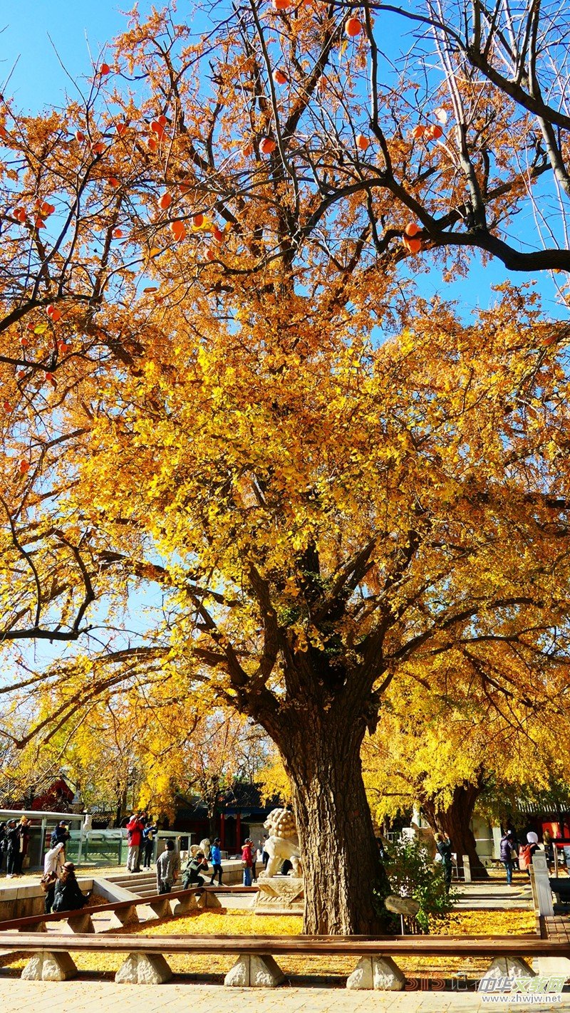 Ԋ���zӰ����î����չ��@�Б�