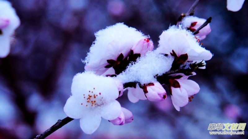 Ԋ(sh��)���zӰ������ѩ��Ԋ(sh��)