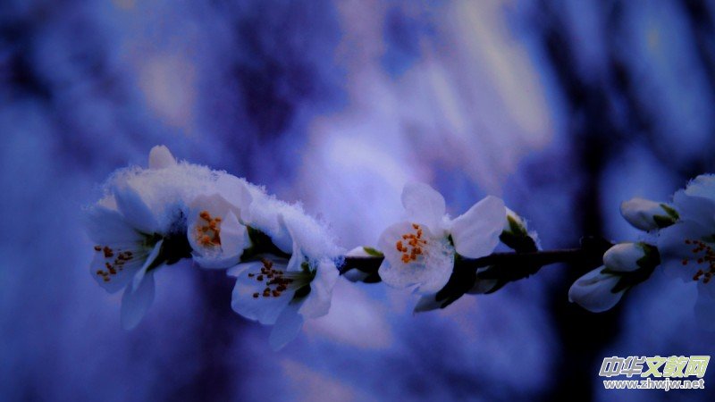 Ԋ(sh��)���zӰ������ѩ��Ԋ(sh��)