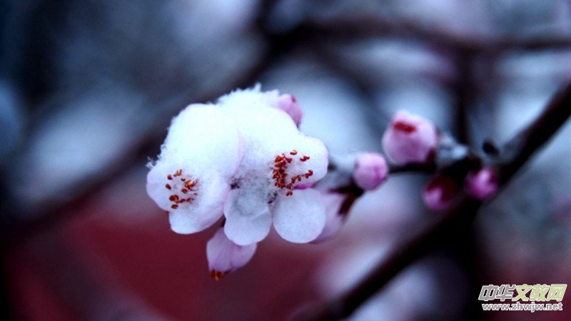 Ԋ(sh��)���zӰ������ѩ��Ԋ(sh��)