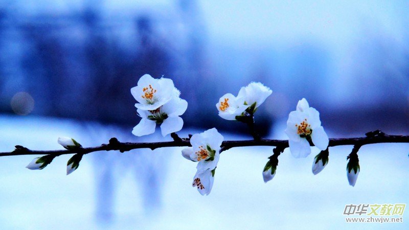 Ԋ(sh��)���zӰ������ѩ��Ԋ(sh��)