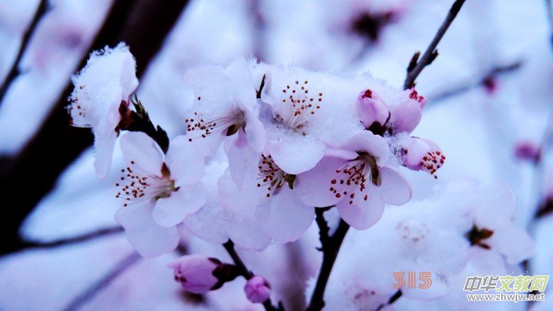 Ԋ(sh��)���zӰ������ѩ��Ԋ(sh��)