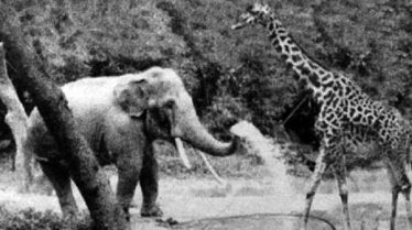 �����Ę�