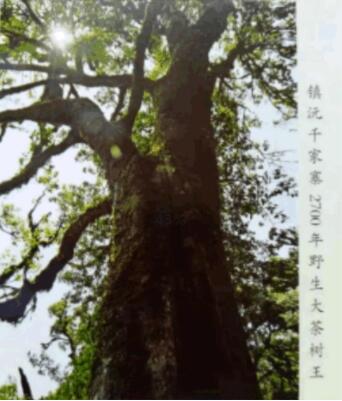 ���t(y��)ͨ����δ�� ˎʳͬԴ����L