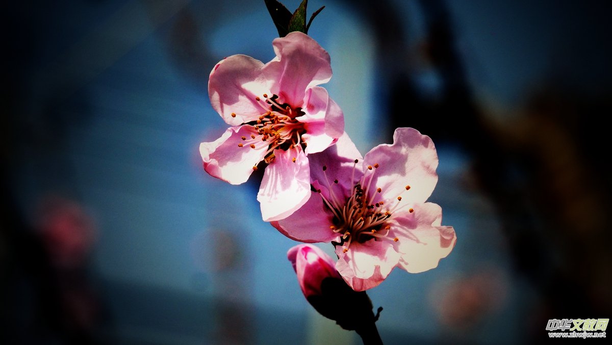 Ц���zӰ����Ԋ�~:���շ�֪��ᄺ�  �һ�ʮ��������