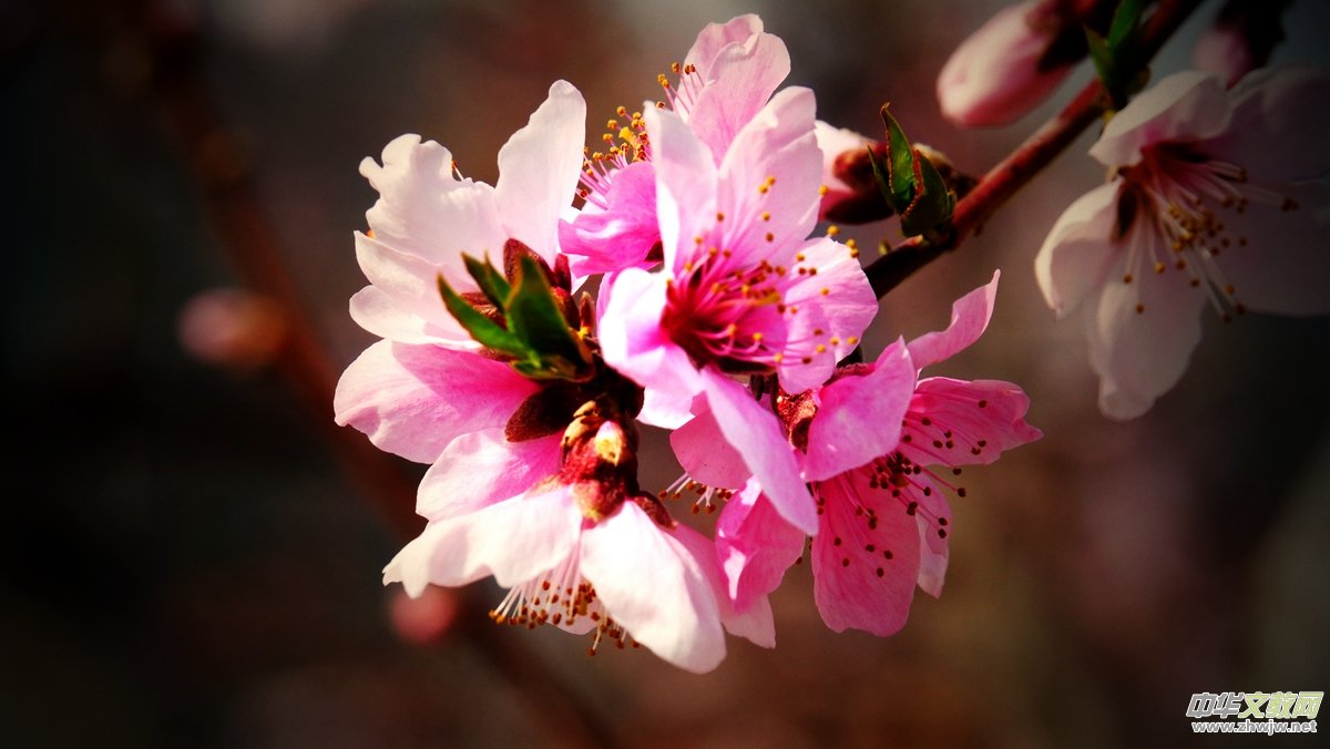 Ц���zӰ����Ԋ�~:���շ�֪��ᄺ�  �һ�ʮ��������