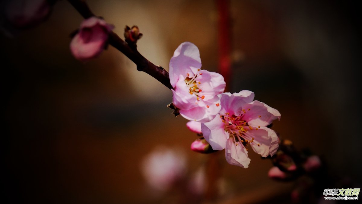 Ц���zӰ����Ԋ�~:���շ�֪��ᄺ�  �һ�ʮ��������