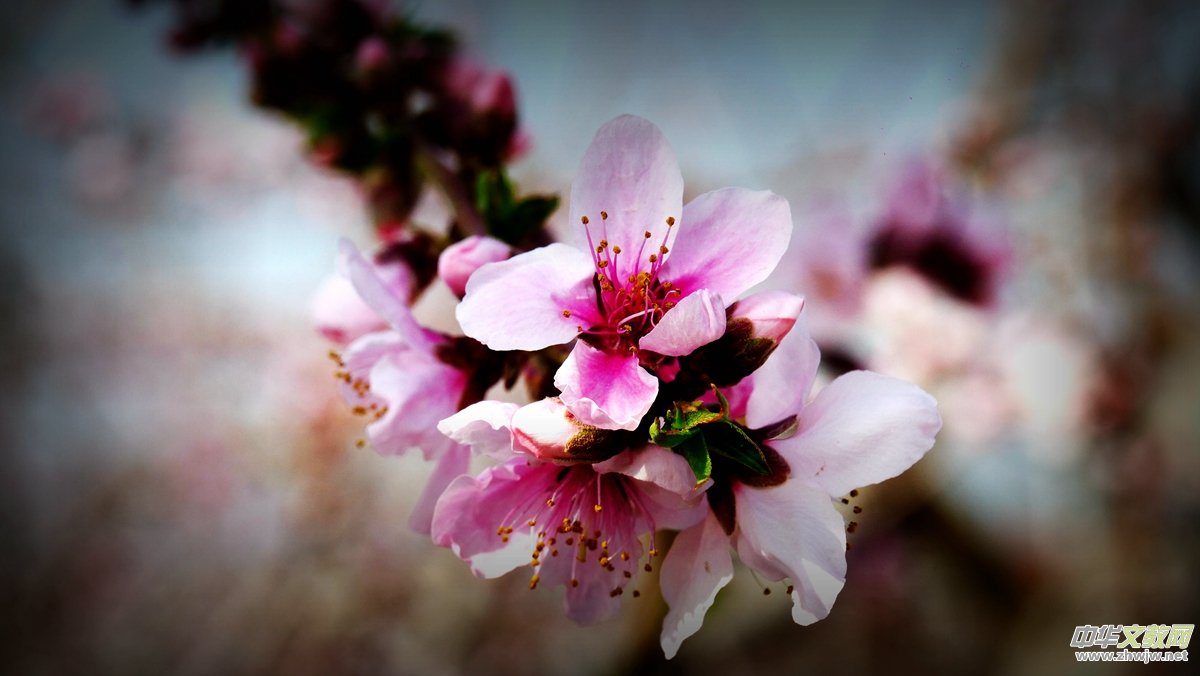 Ц���zӰ����Ԋ�~:���շ�֪��ᄺ�  �һ�ʮ��������