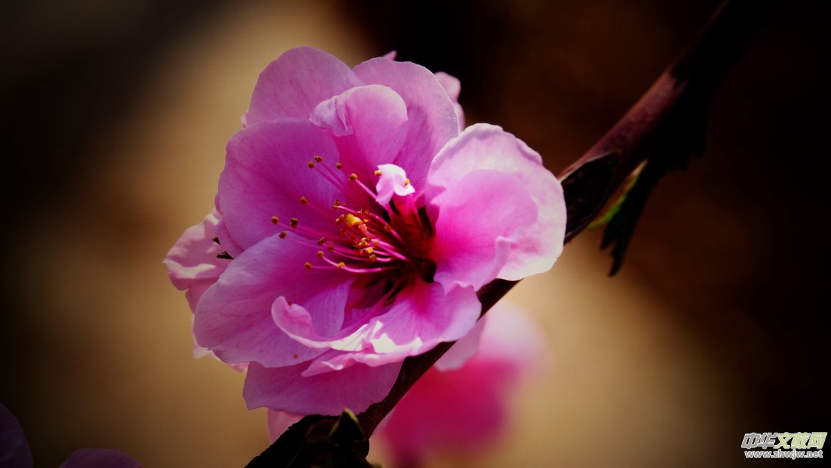 Ц���zӰ����Ԋ�~:���շ�֪��ᄺ�  �һ�ʮ��������