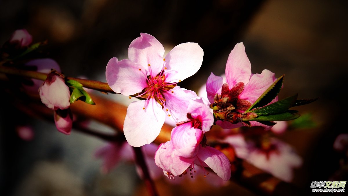 Ц���zӰ����Ԋ�~:���շ�֪��ᄺ�  �һ�ʮ��������