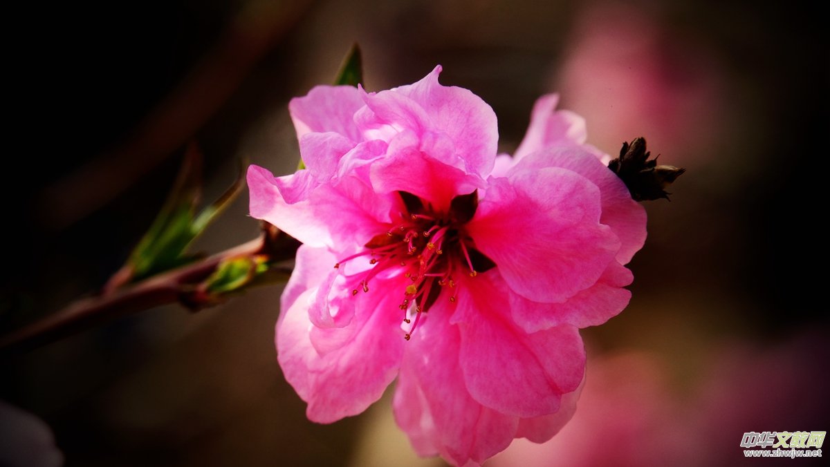 Ц���zӰ����Ԋ�~:���շ�֪��ᄺ�  �һ�ʮ��������