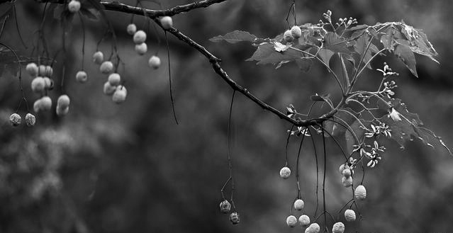 �ʈ@������