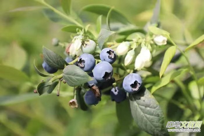 ɽ�|ʡ����h�ڶ����{ݮ��ժ��(ji��)���ͽ��e��