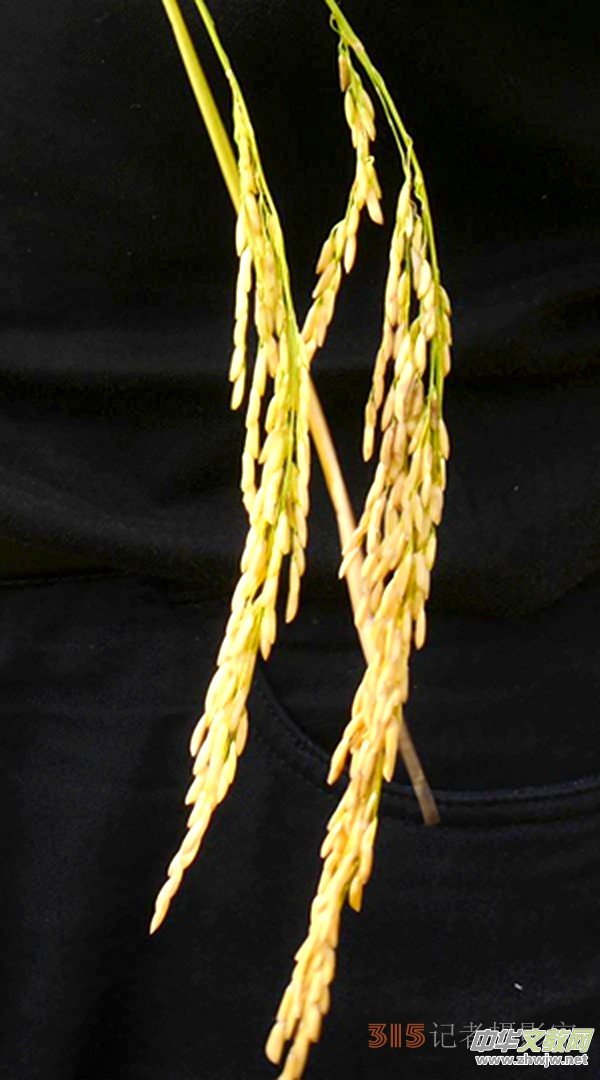 ̼?x��)��x�r(n��ng)�@��Ч �˷������V�|���h(yu��n)�z�����S��