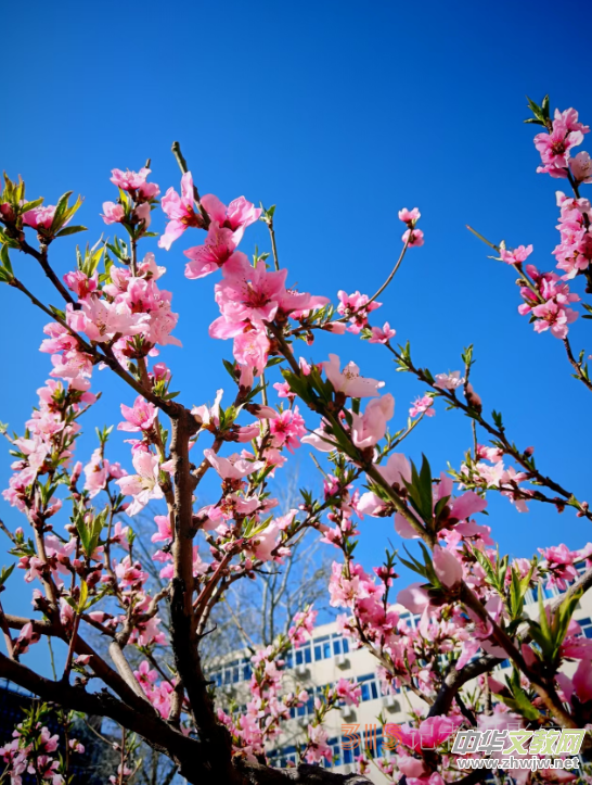 ��Ӱ�T�꣬�P�����z ���� ���w