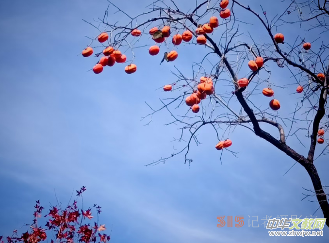 ��Ӱ�T�꣬�P�����z ���� ���w