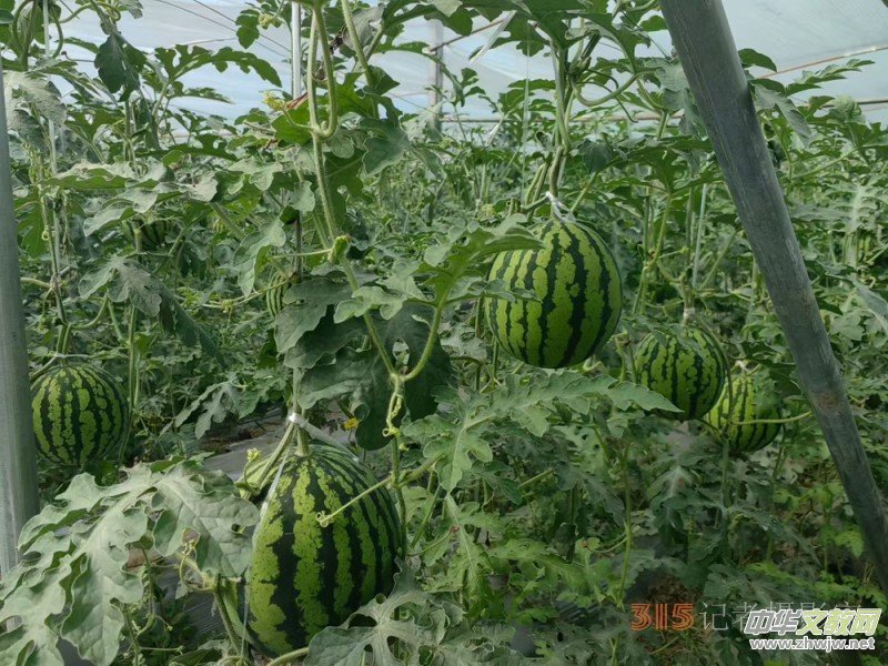 ��ԭ�ϵ��������桪����֥�����̮a(ch��n)�I(y��)�@�Ĳ؅^(q��)�f(xi��)ͬ�l(f��)չ�o(j��)��(sh��)