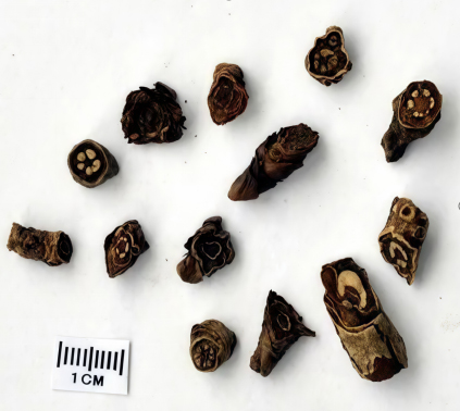 ���S�B�����I��ʳ�e����ˎ