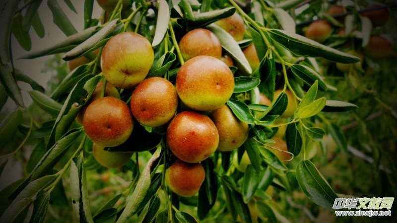 �S�̼?x��)�˷ʶ�������ӭ�S�գ����a(ch��n)�������r(n��ng)�����Gɫ�Nֲ�Y(ji��)�������Ĺ���