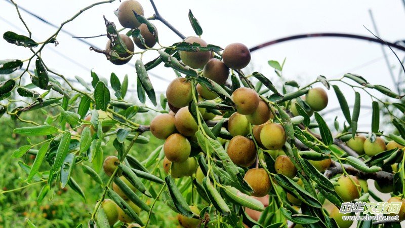 �S�̼?x��)�˷ʶ�������ӭ�S�գ����a(ch��n)�������r(n��ng)�����Gɫ�Nֲ�Y(ji��)�������Ĺ���