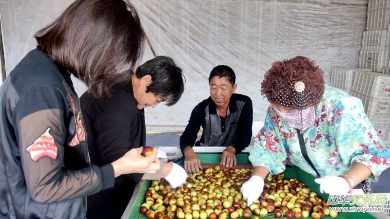 �S�̼?x��)�˷ʶ�������ӭ�S�գ����a(ch��n)�������r(n��ng)�����Gɫ�Nֲ�Y(ji��)�������Ĺ���