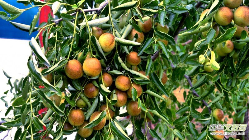 �S�̼?x��)�˷ʶ�������ӭ�S�գ����a(ch��n)�������r(n��ng)�����Gɫ�Nֲ�Y(ji��)�������Ĺ���