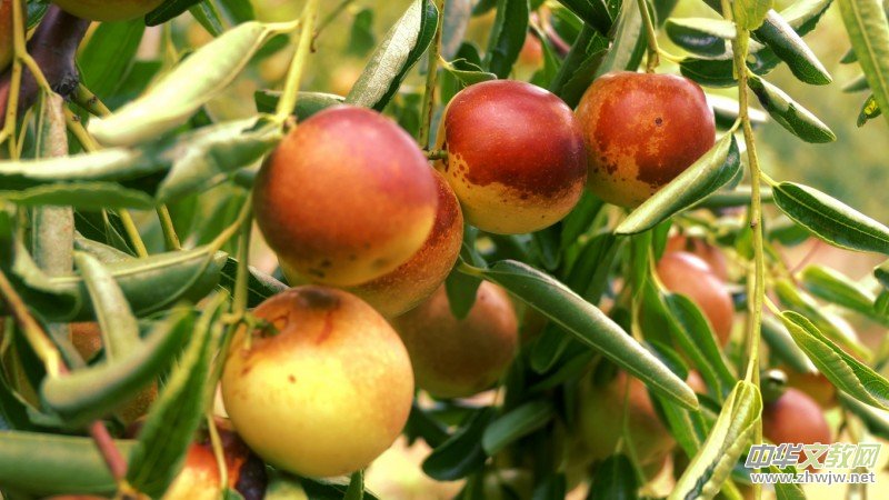 �S�̼?x��)�˷ʶ�������ӭ�S�գ����a(ch��n)�������r(n��ng)�����Gɫ�Nֲ�Y(ji��)�������Ĺ���