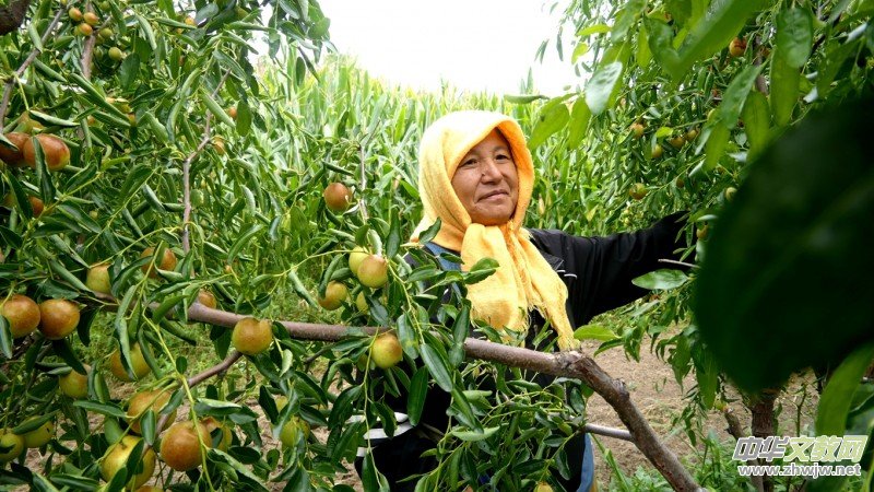 �S�̼?x��)�˷ʶ�������ӭ�S�գ����a(ch��n)�������r(n��ng)�����Gɫ�Nֲ�Y(ji��)�������Ĺ���