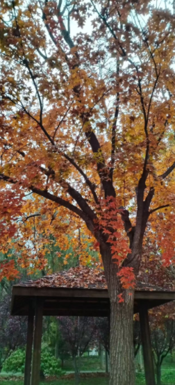 ���������x��